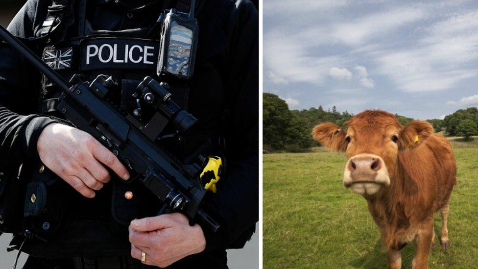 A firearms police officer and a cow