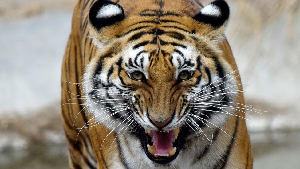 A Bengal tiger in a zoo in Nepal