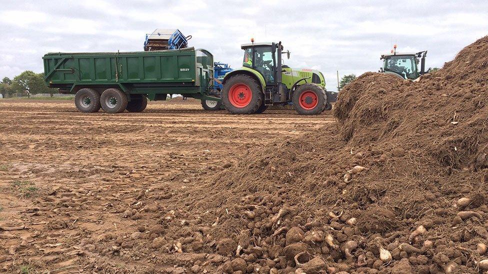 Tractors on Jack Buck Farm