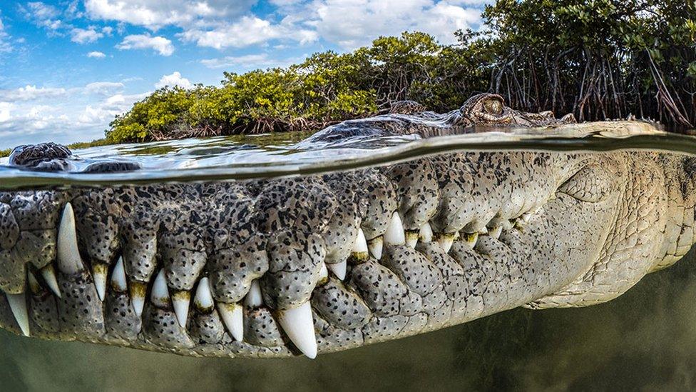 An American crocodile surrounded by mangroves at Gardens of the Queen in Cuba