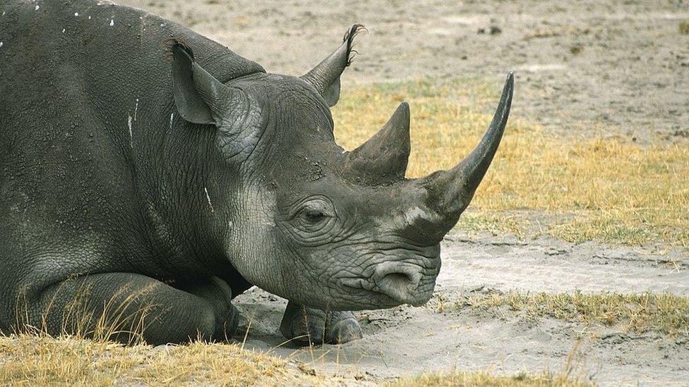 black rhino