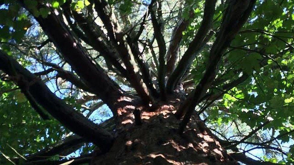 The 176-year-old tree