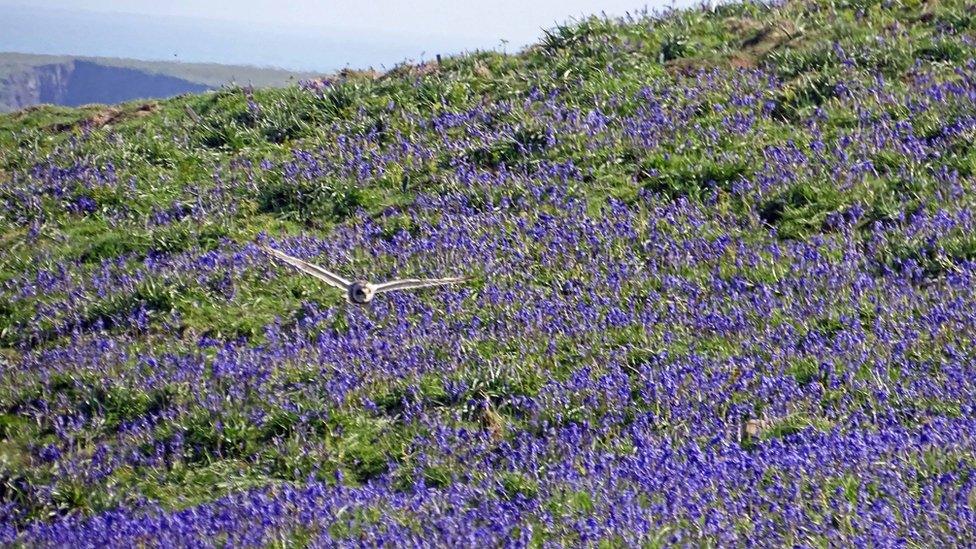 An owl swooping low over some bluebells