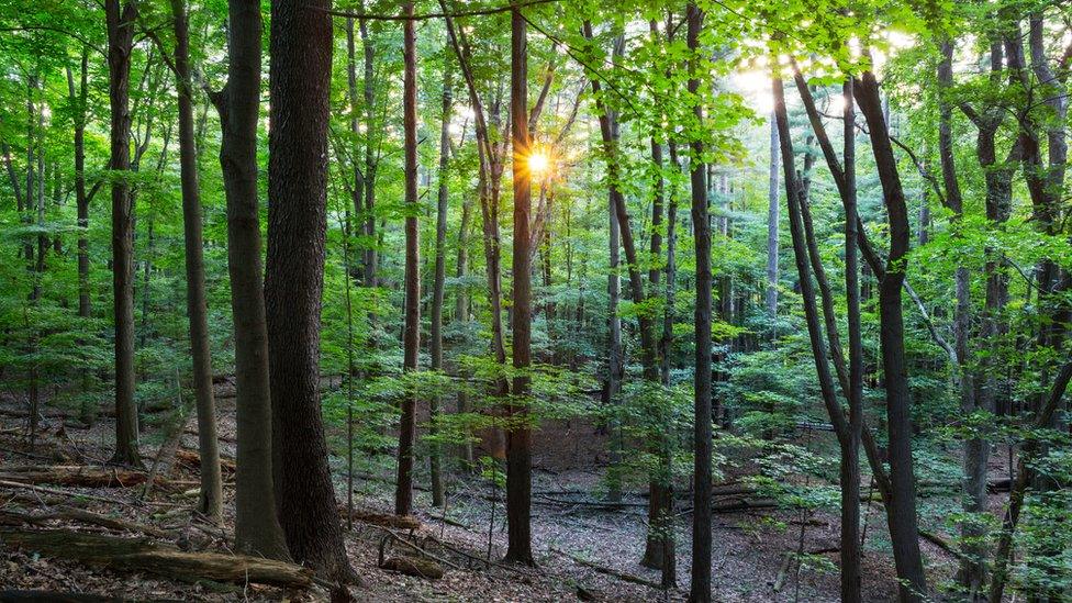 Forest of hardwood trees in Ohio