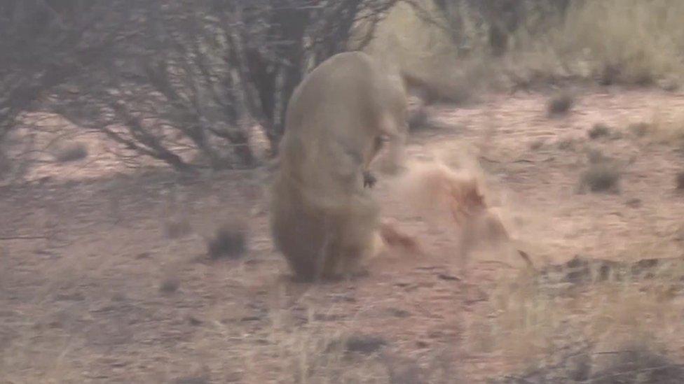 lion cartwheels from force of gunshot