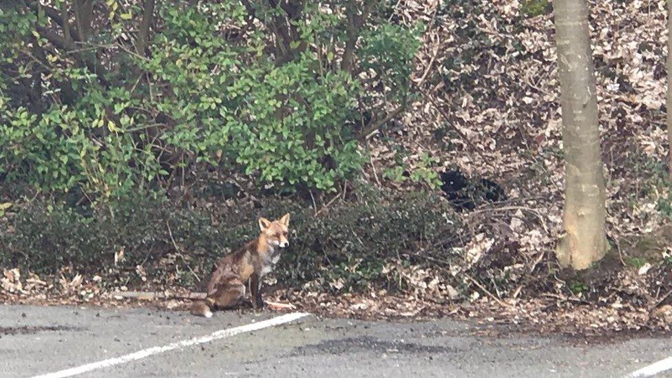 A fox spotted in the RTBF car park by journalist Mehdi Khelfat