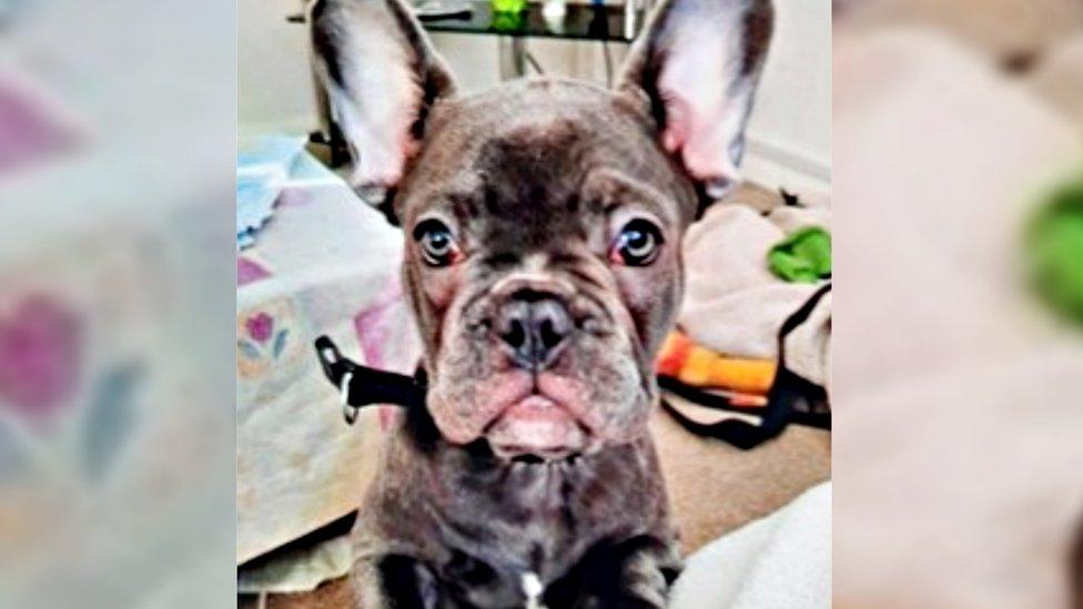 Stolen French bulldog