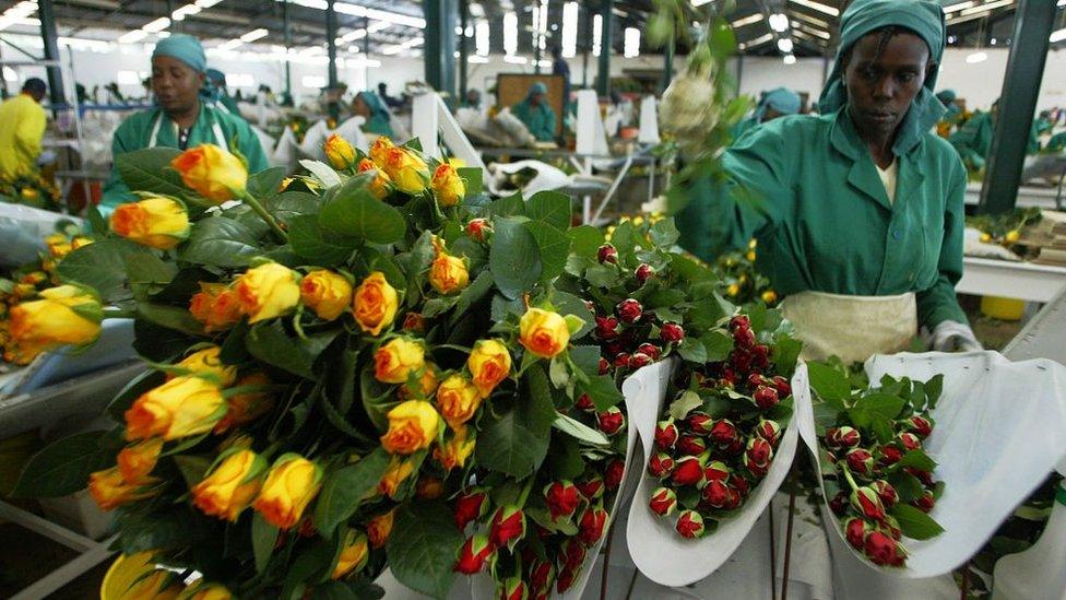 Workers pack roses 13 January 2006 at Oserian farm in Naivasha northwest of Nairobi.