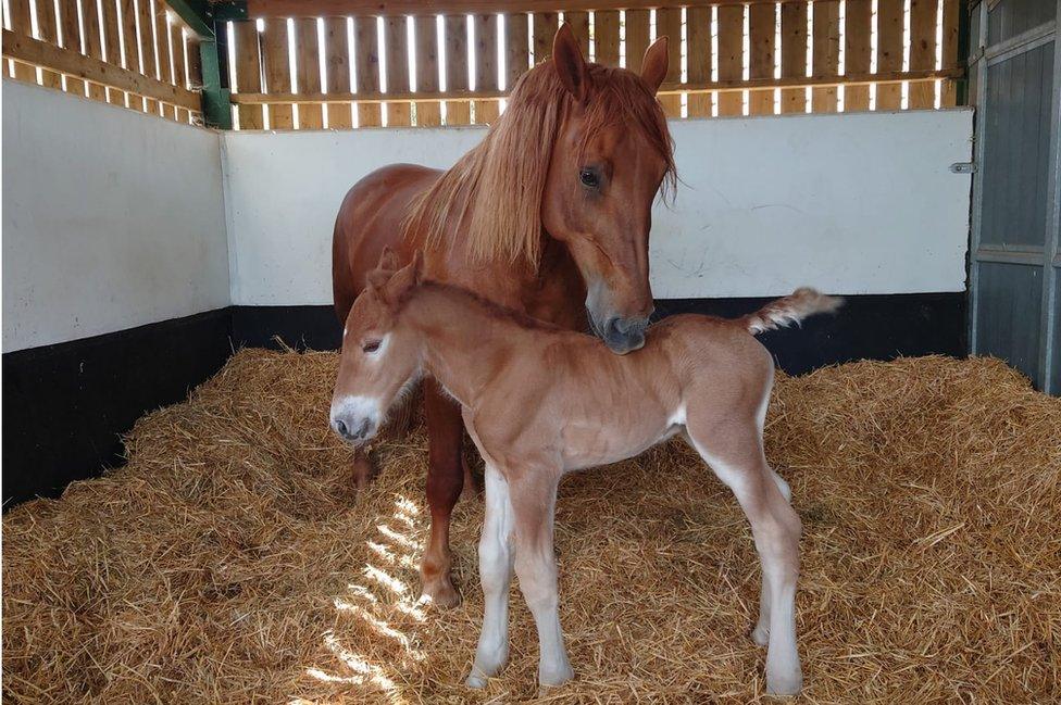 Foal Dazzling King Charles and mare Sioux