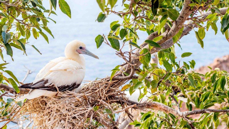 Red-footed booby