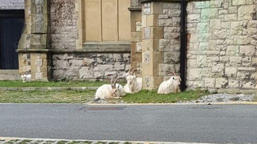 Daniel Cotton's photo of the goats on Sunday