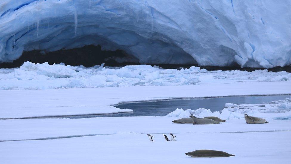 Antarctic sea ice (c) Victoria Gill