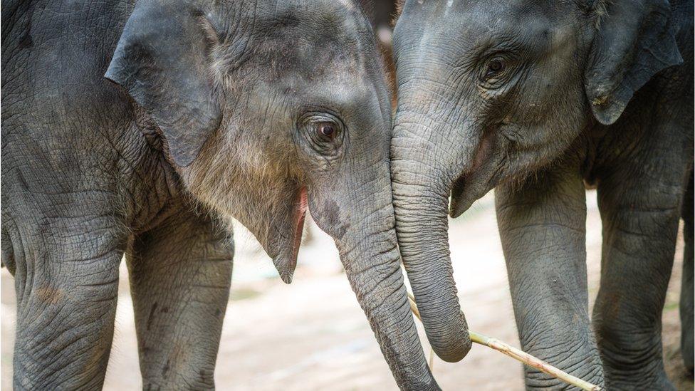 elephant-friends.