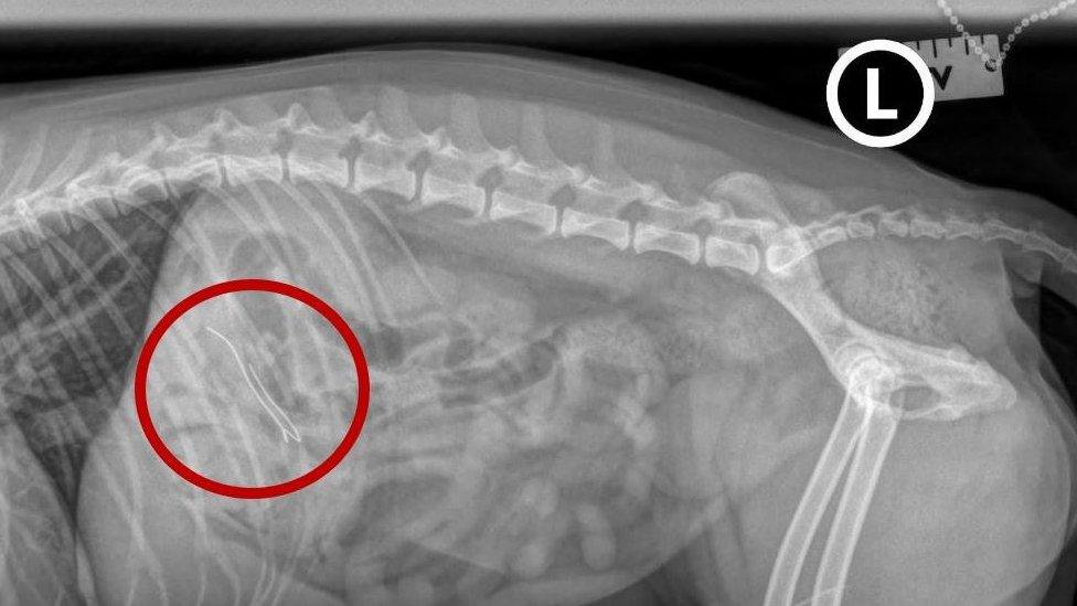 X-ray of dog