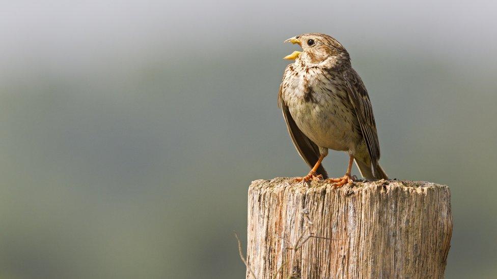 Corn bunting