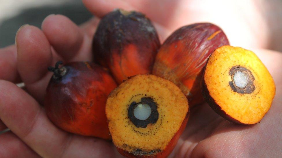 Oil palm fruit