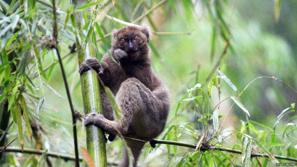 lemur in a tree