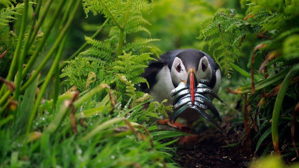 Winner of the 'Birds' category was Bret Charman with this picture named 'A Beakful'. It shows a hungry puffin with a mouthful of fish on Skomer Island, Wales.