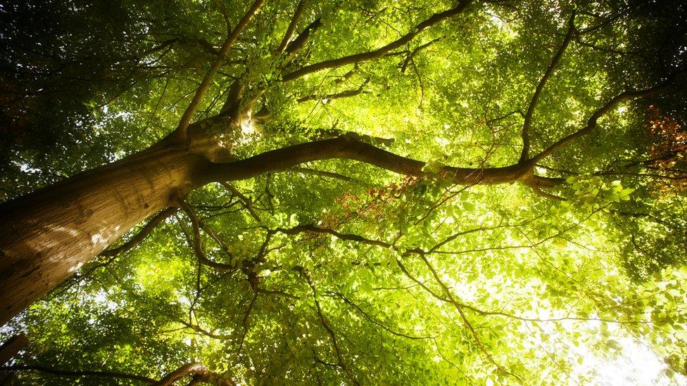 Large tree in a forest