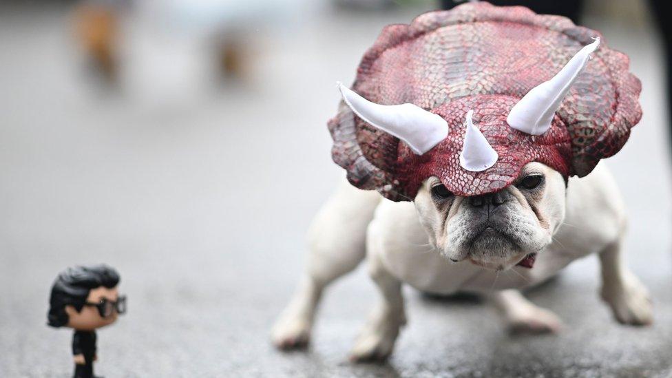 dog with triceratops mask