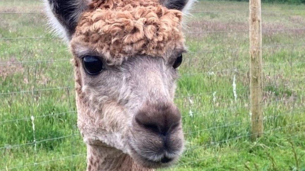 An alpaca