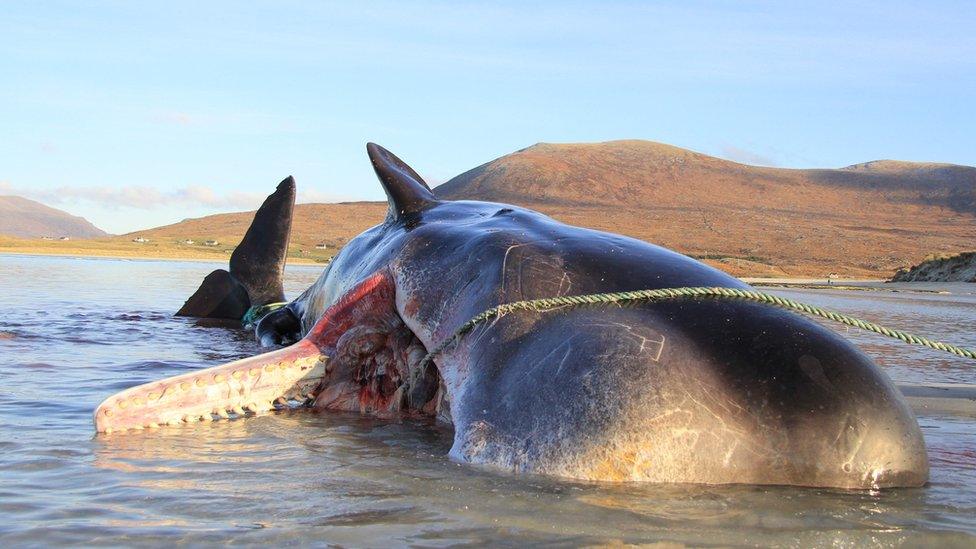 Whale with stomach open