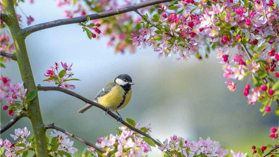 Blue Tit on tree.