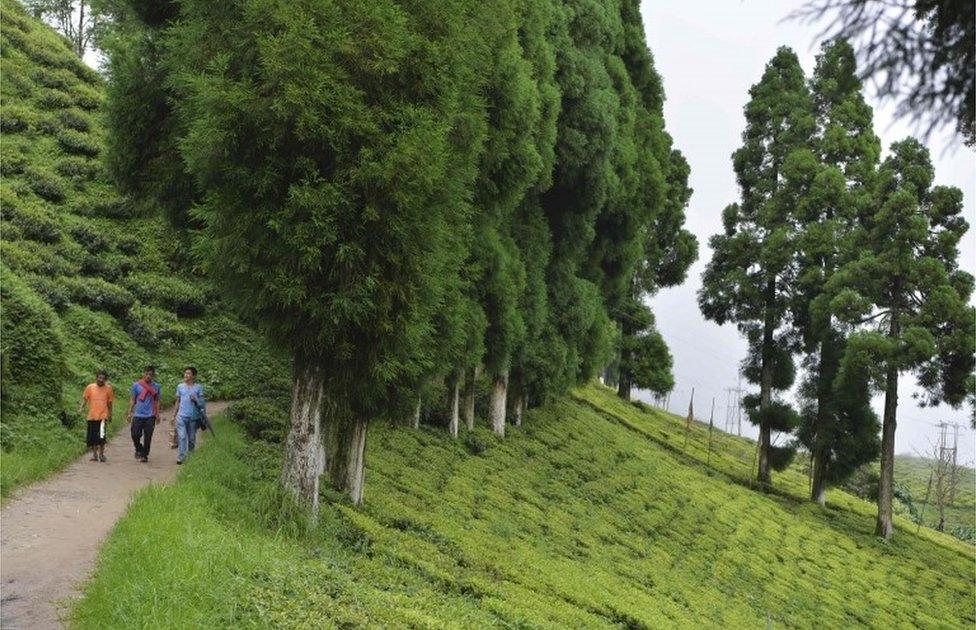 This file photo taken on July 7, 2017 shows people walking along a path at the high altitude Happy Valley Tea garden during an indefinite strike called by the Gorkha Janmukti Morcha (GJM) in Darjeeling