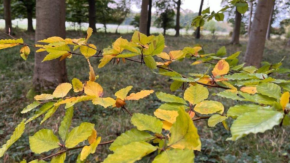 Yellow beech leaves