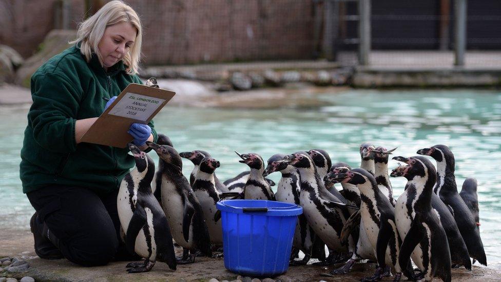 Keeper Zu Zanna counts penguins during the annual stocktake at ZSL London Zoo