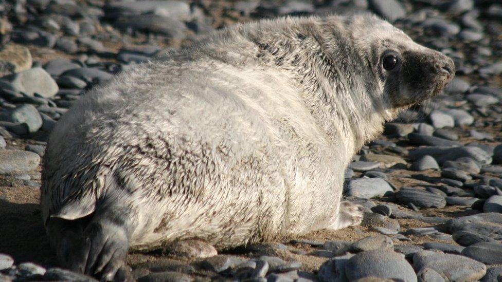 A seal pup