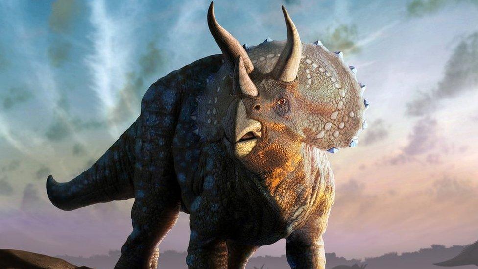 Triceratops illustration