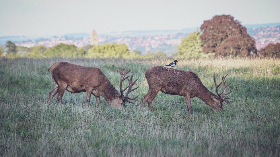 Two deer feed on grass in Ashton Court on the edge of Bristol, with a magpie perched on one of them