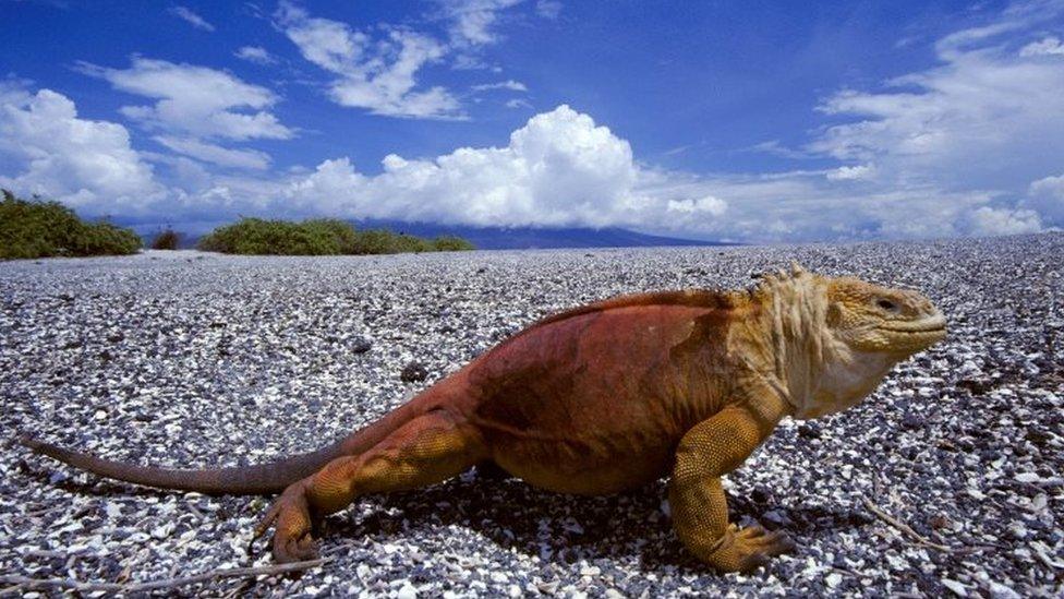 Land iguana with erupting volcano, Conolophus subcristatus, Fernandina Island, Galapagos Islands.