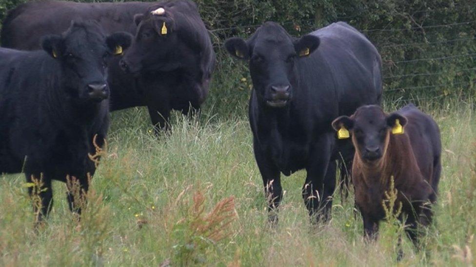 Cows in a field