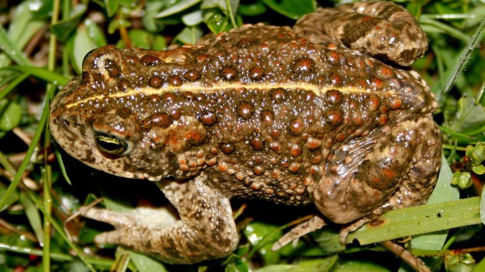 Natterjack toad