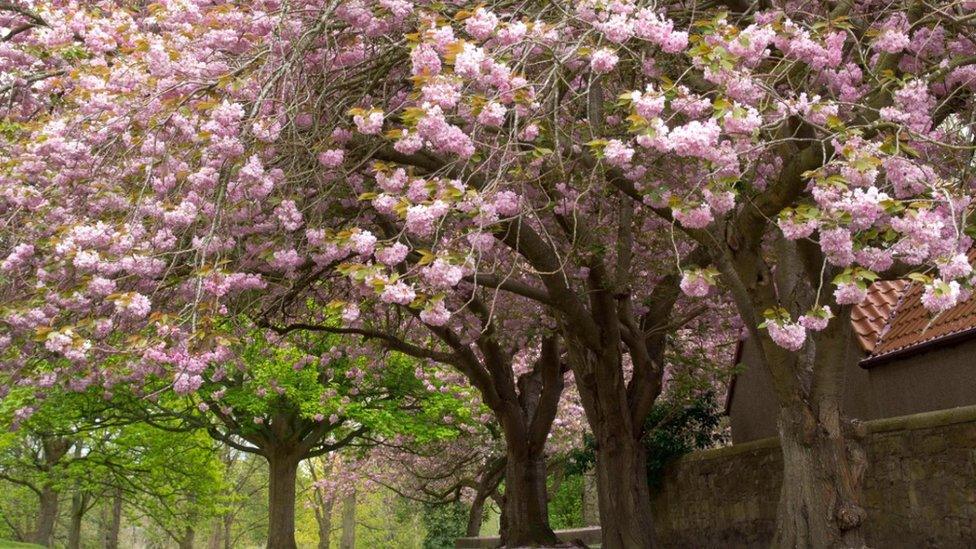 Pink blossom trees