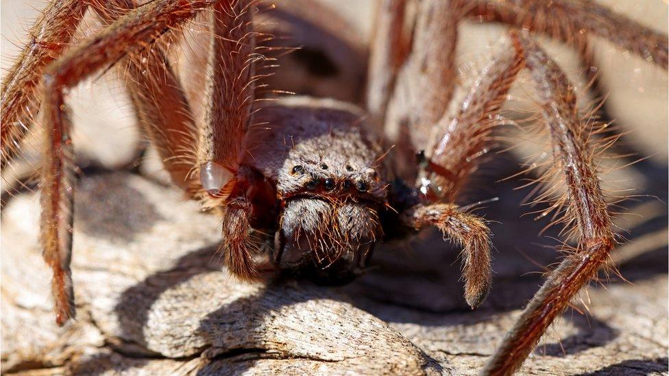 Huntsman spider