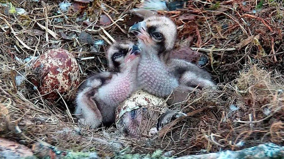 Osprey chicks in nest.