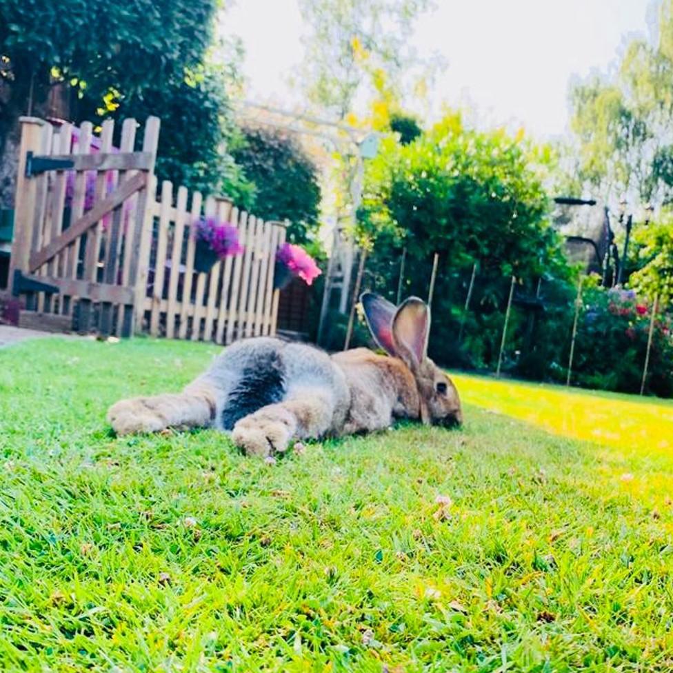 Sika the rabbit, stretches out in the shade in Ashurst in the New Forest to help lose heat