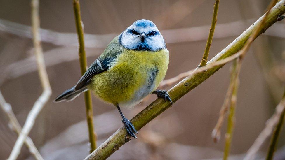 RSPB "Big Garden Bird Watch"