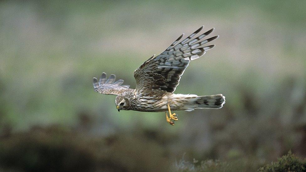 hen harrier