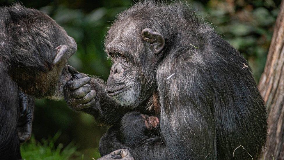 Chimpanzee gives thumbs up to another chimp while nursing her baby.