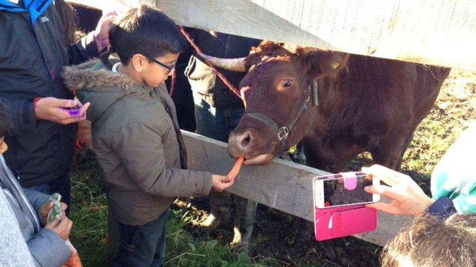 Cow being given a carrot in Groby