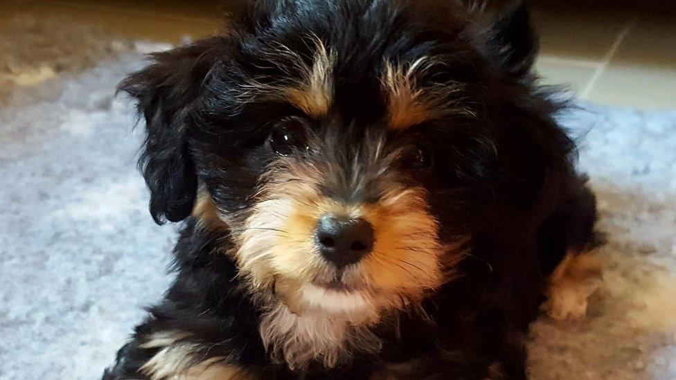 Puppy dies after beign attacked by dogs in Forest of Dean.