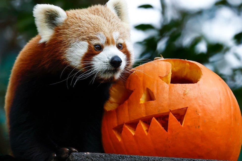 Rufio the red panda