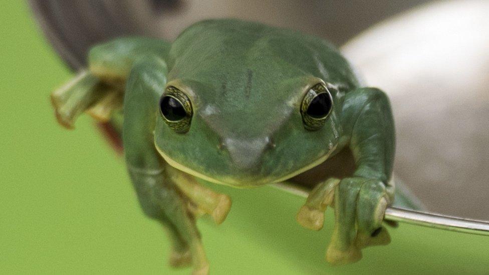 Flying Frog,