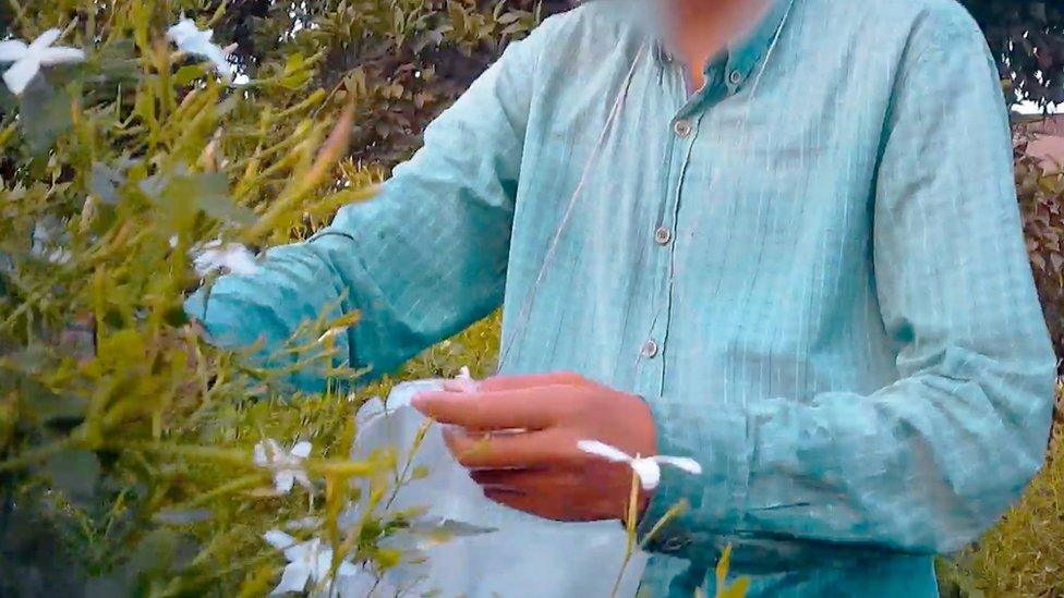 Undercover filming of a child picking jasmine on a factory farm in Gharbia