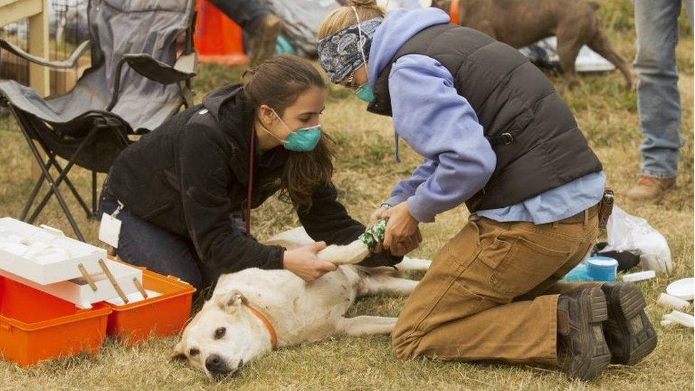 A dog is banded up by college students