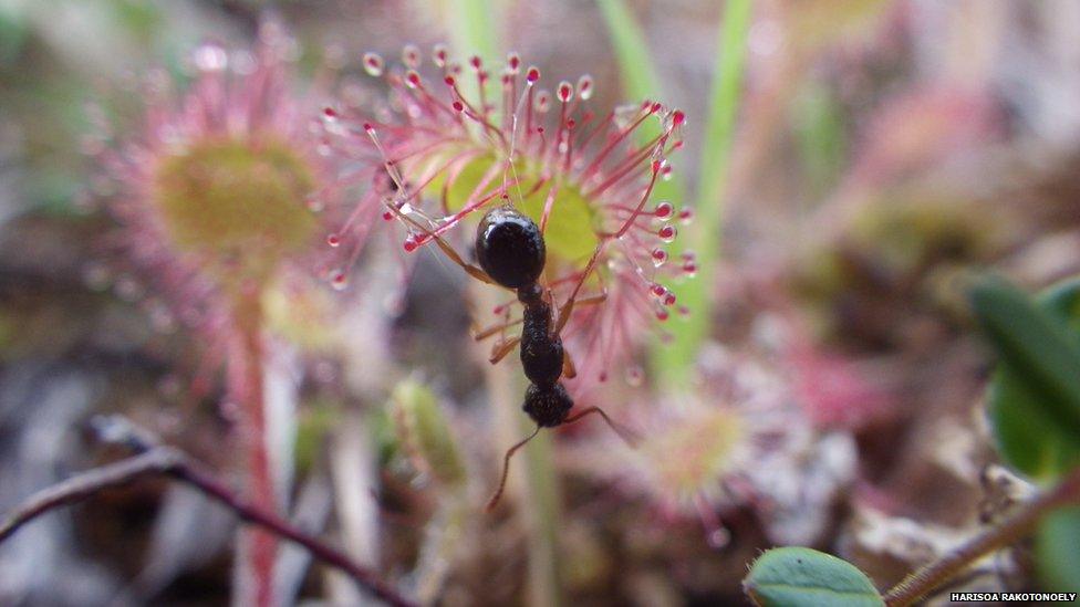 ant tangled in sticky tentacles of a carnivorous plant